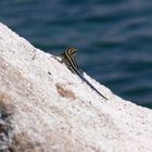 le lézard du lac Malawi