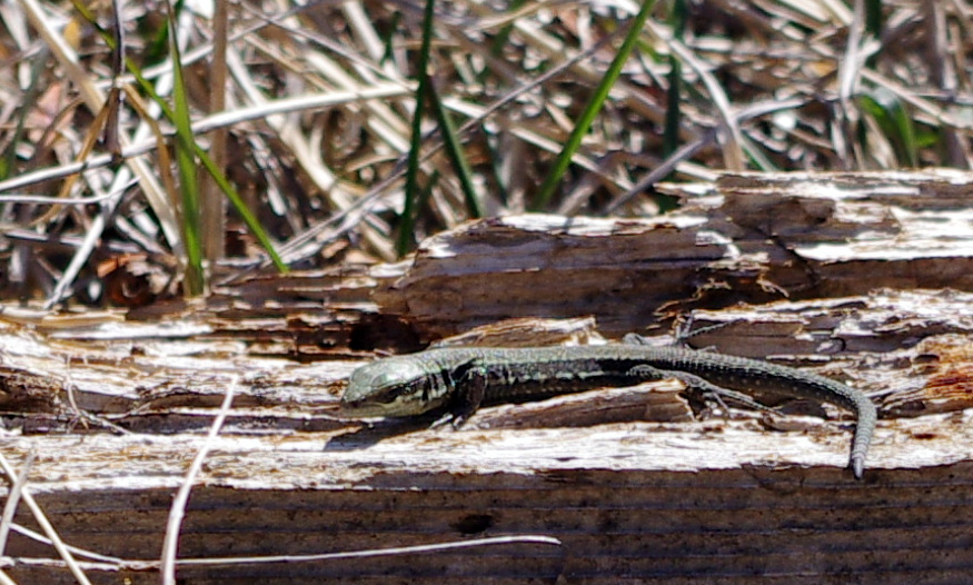 le lézard ...