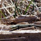 le lézard ...