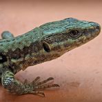 Le lézard sur le rebord de fenêtre