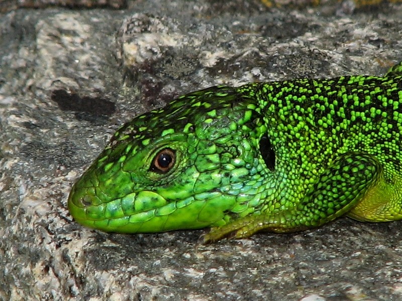 Le lézard sur mon mur au soleil