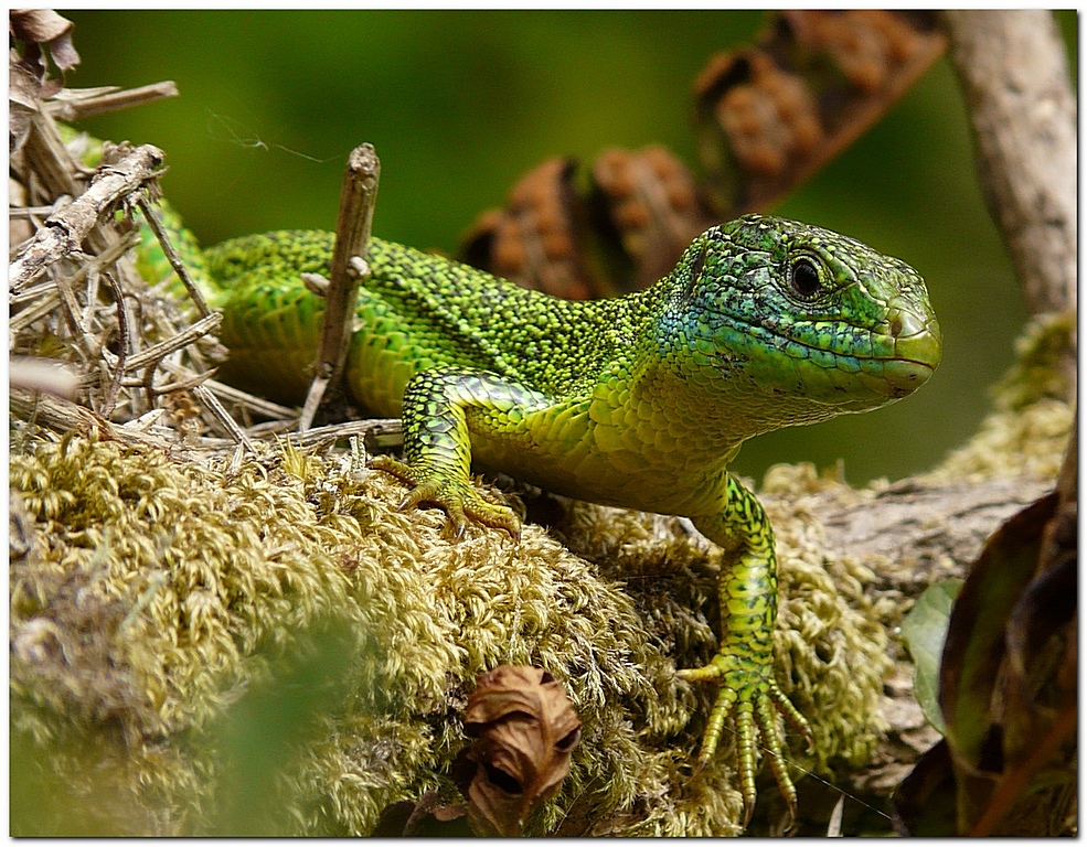 Le Lézard vert