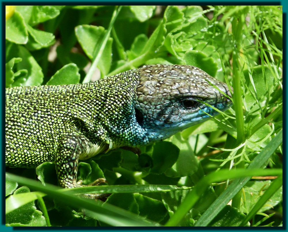 *le lézard vert*