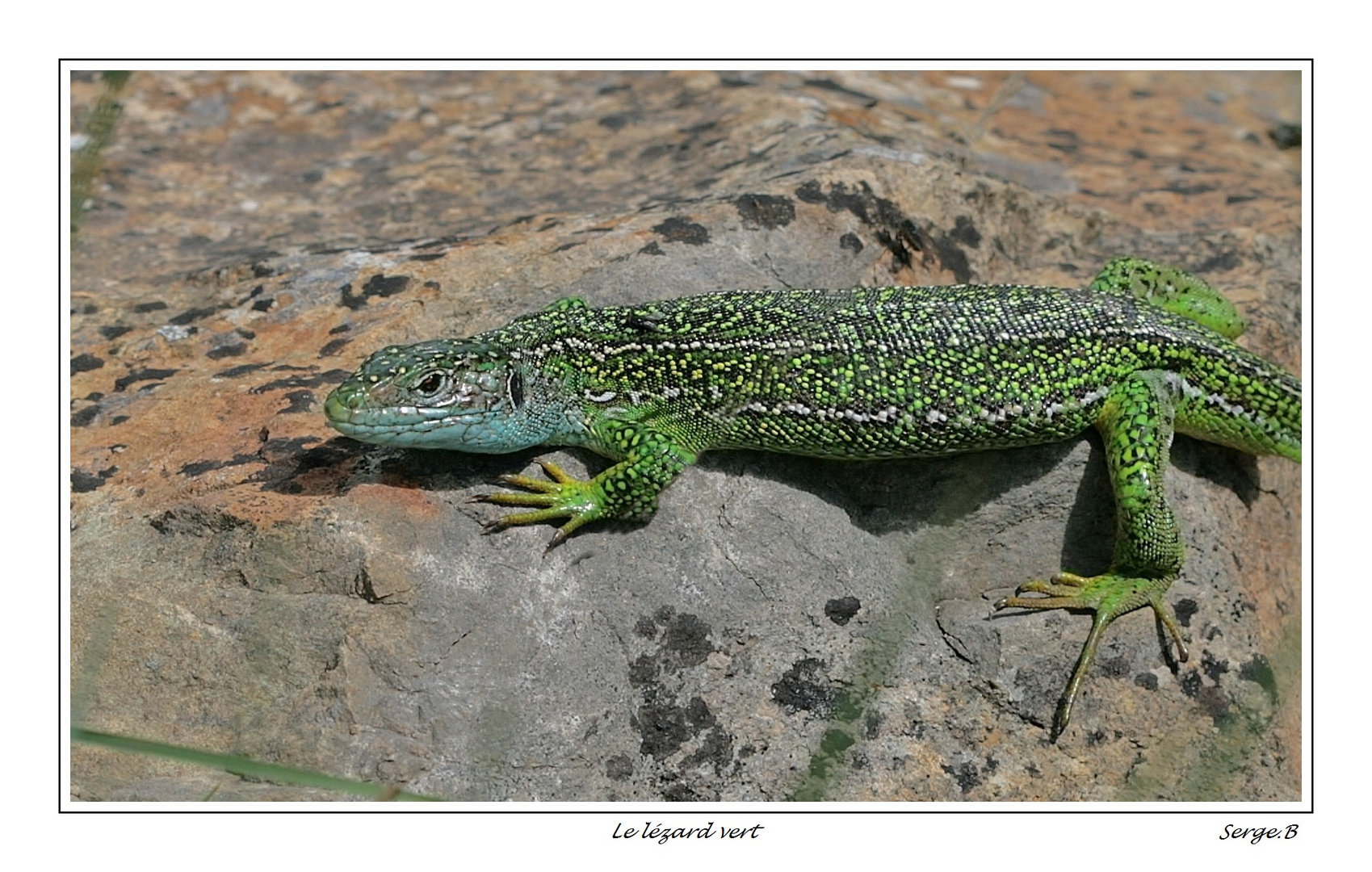 Le lézard vert