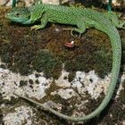 le lézard vert et le gendarme