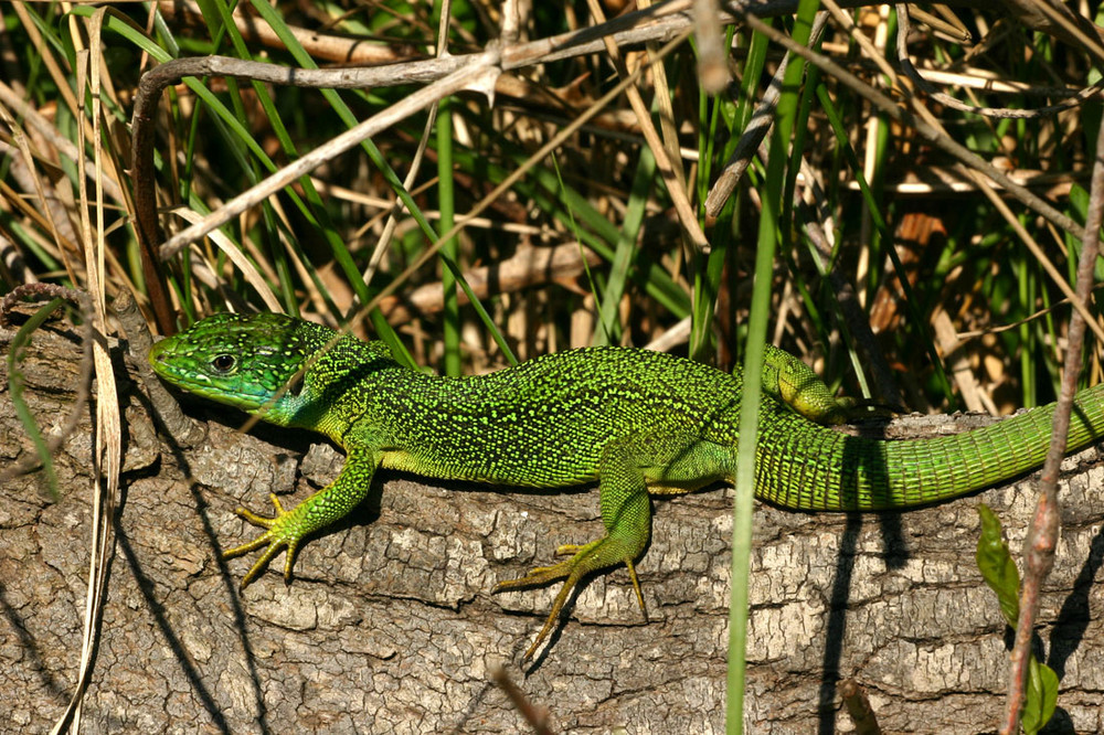 Le Lézard vert, Lacerta viridis