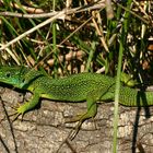 Le Lézard vert, Lacerta viridis