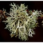 " Le lichen dans le marais "