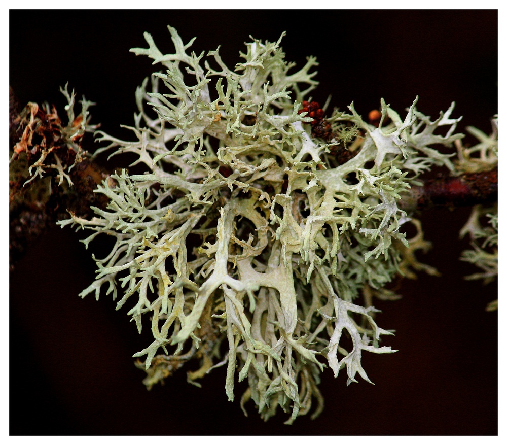 " Le lichen dans le marais "