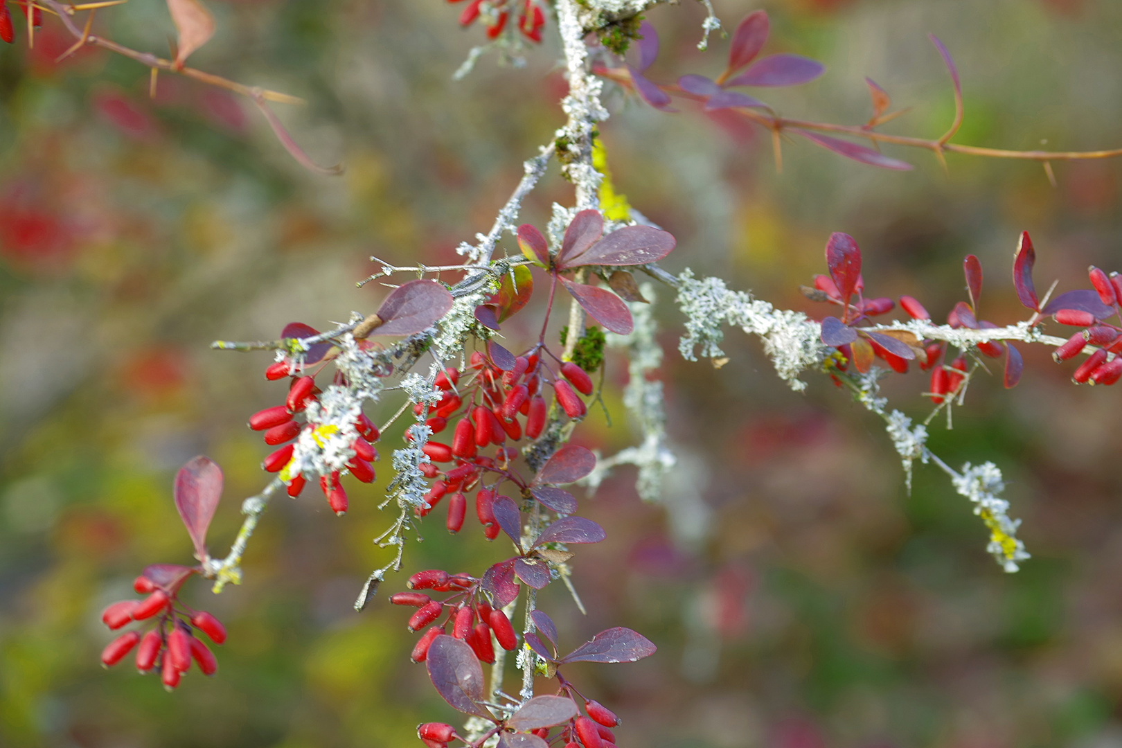 Le lichen se répand 