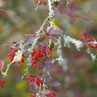 Le lichen se répand 