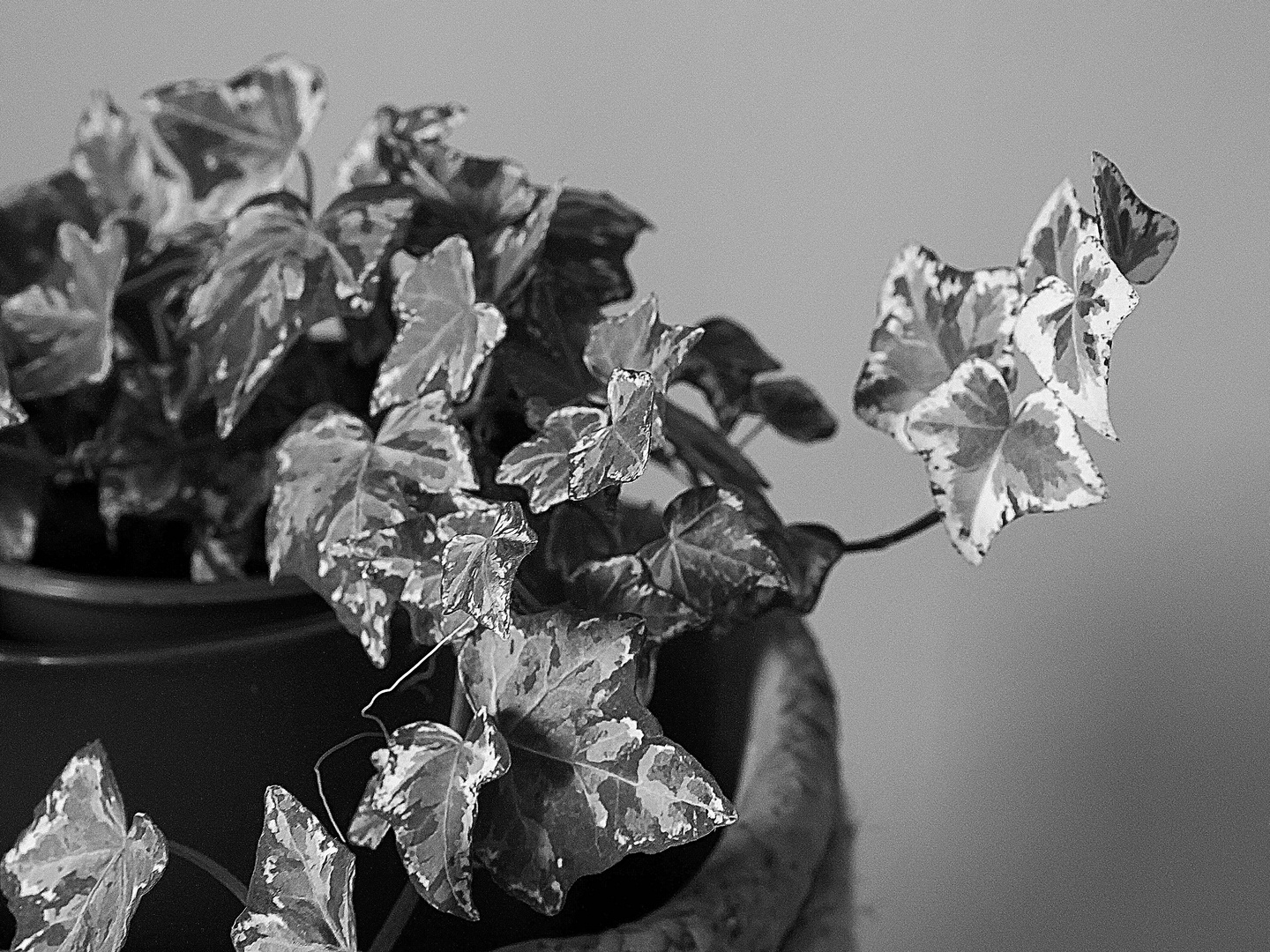 Le lierre en noir et blanc