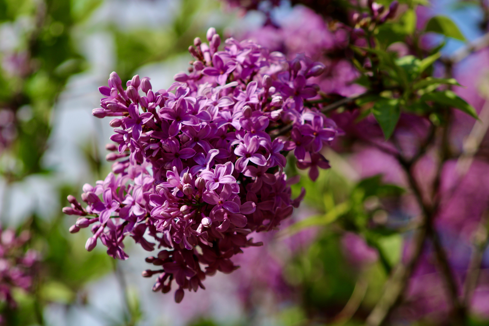 ...le lilas !!!...