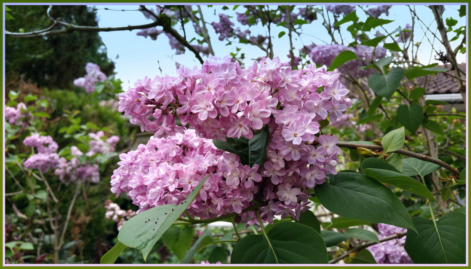 Le lilas de mémé Yvonne....