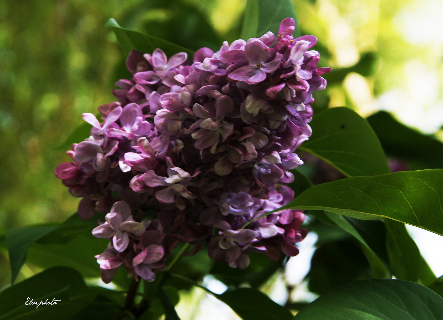 Le lilas est fleuri 