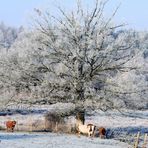 Le limousin en hiver