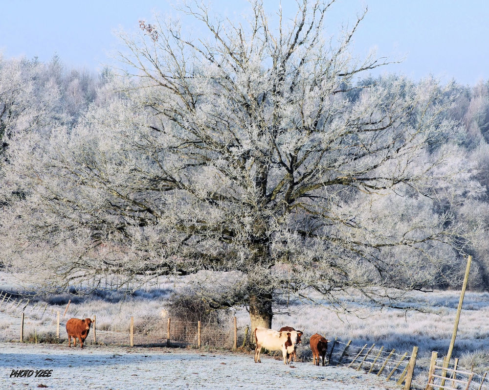 Le limousin en hiver