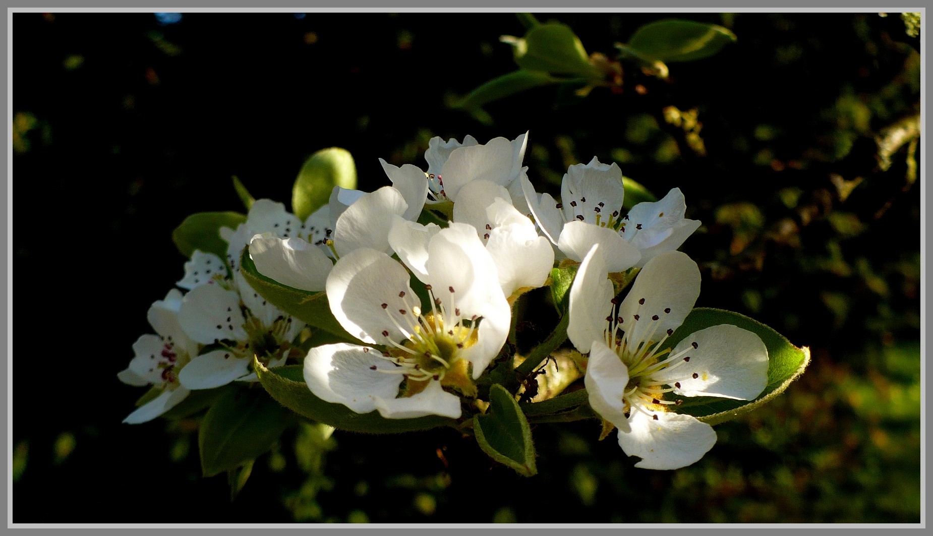 Le lin blanc du printemps ...