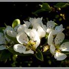 Le lin blanc du printemps ...