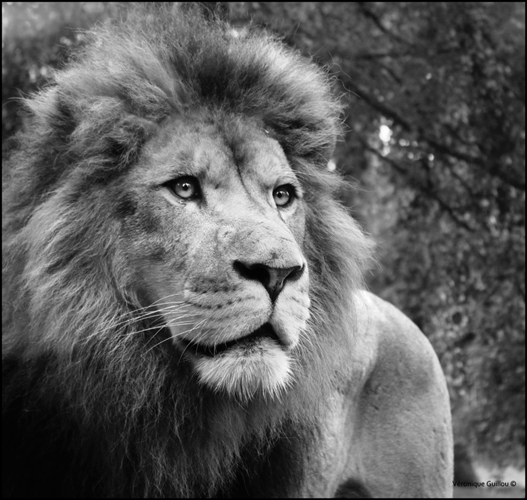 Le Lion