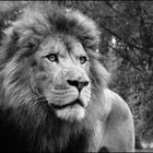 Le Lion