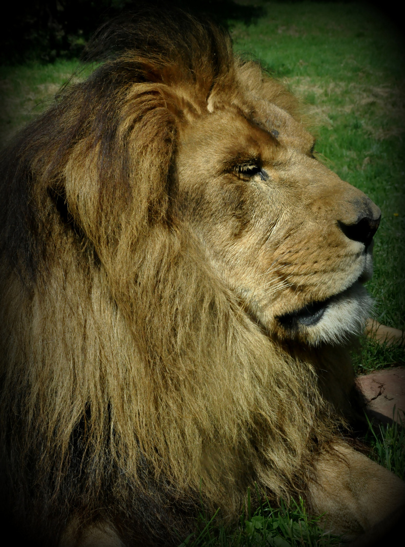 Le lion