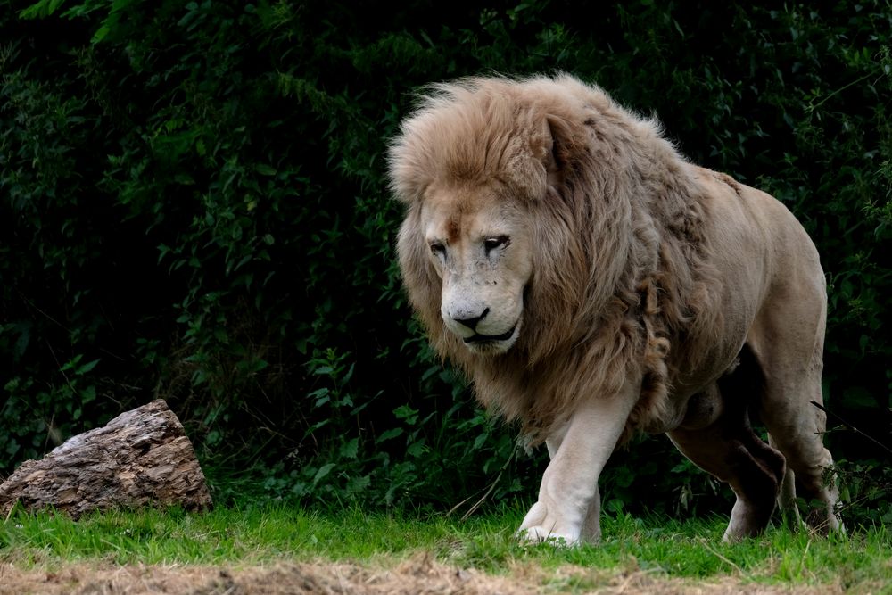 le Lion Blanc