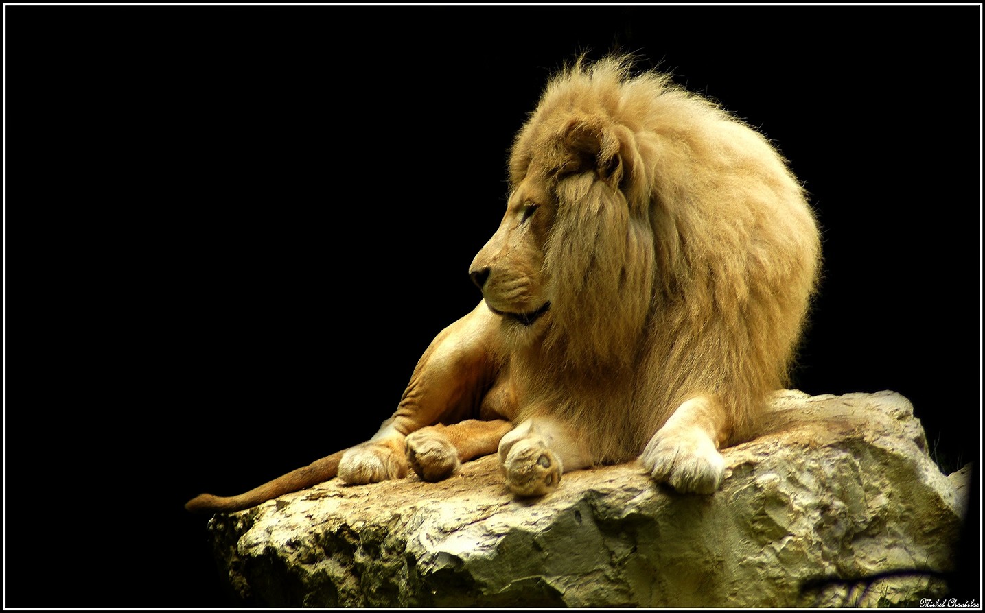 le lion blanc