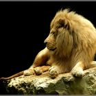 le lion blanc