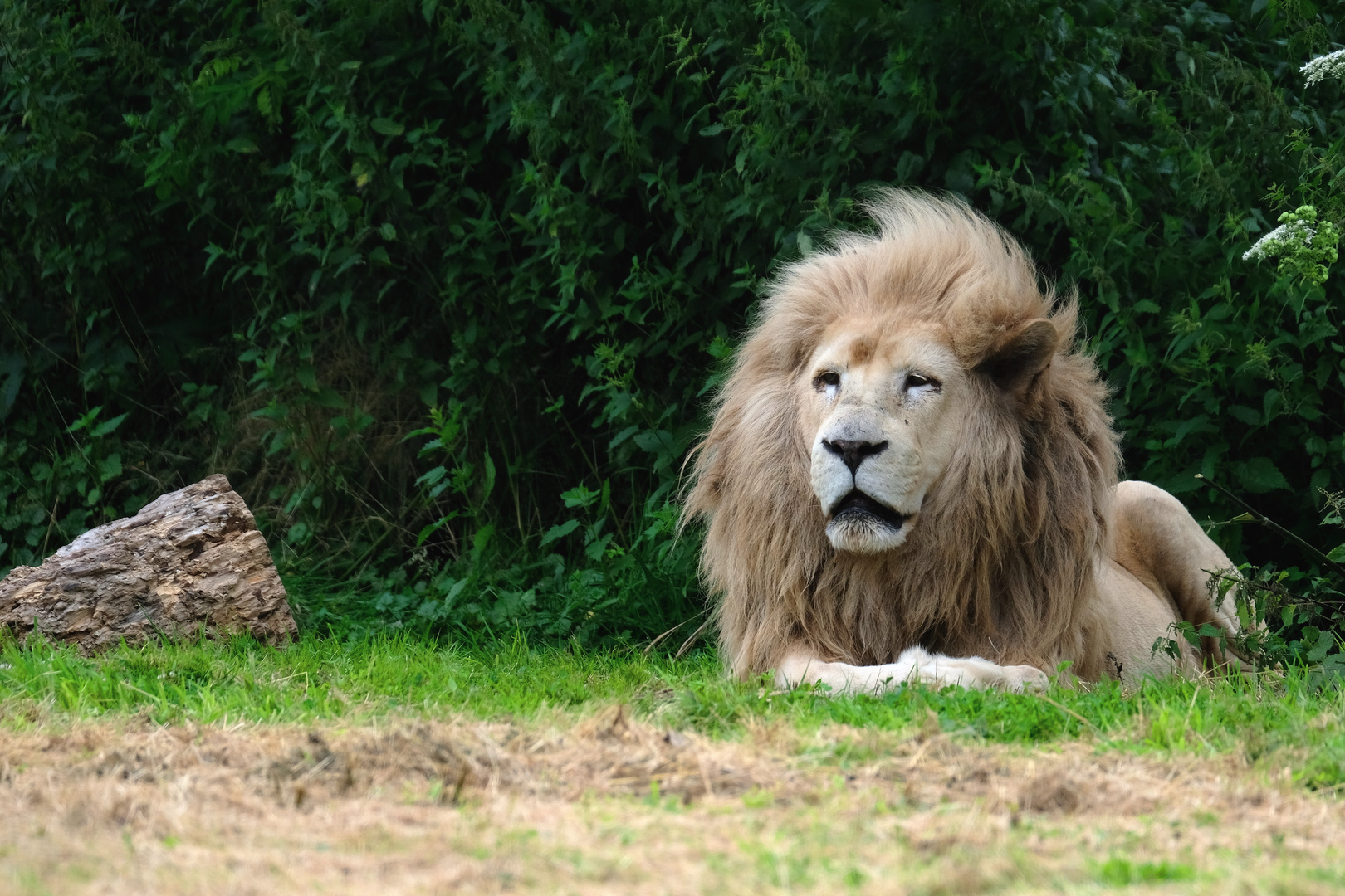 le Lion Blanc