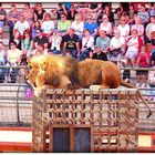 LE LION ENTRE DANS L'ARENE .