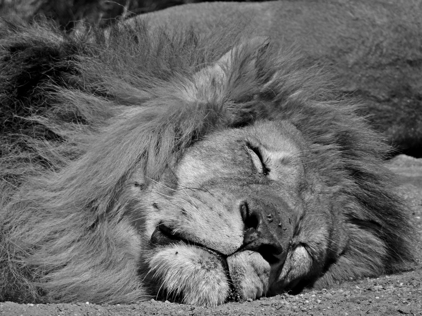 Le lion est mort ce sooooiiiiirrrrrrr ... Ou pas ...