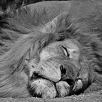 Le lion est mort ce sooooiiiiirrrrrrr ... Ou pas ...