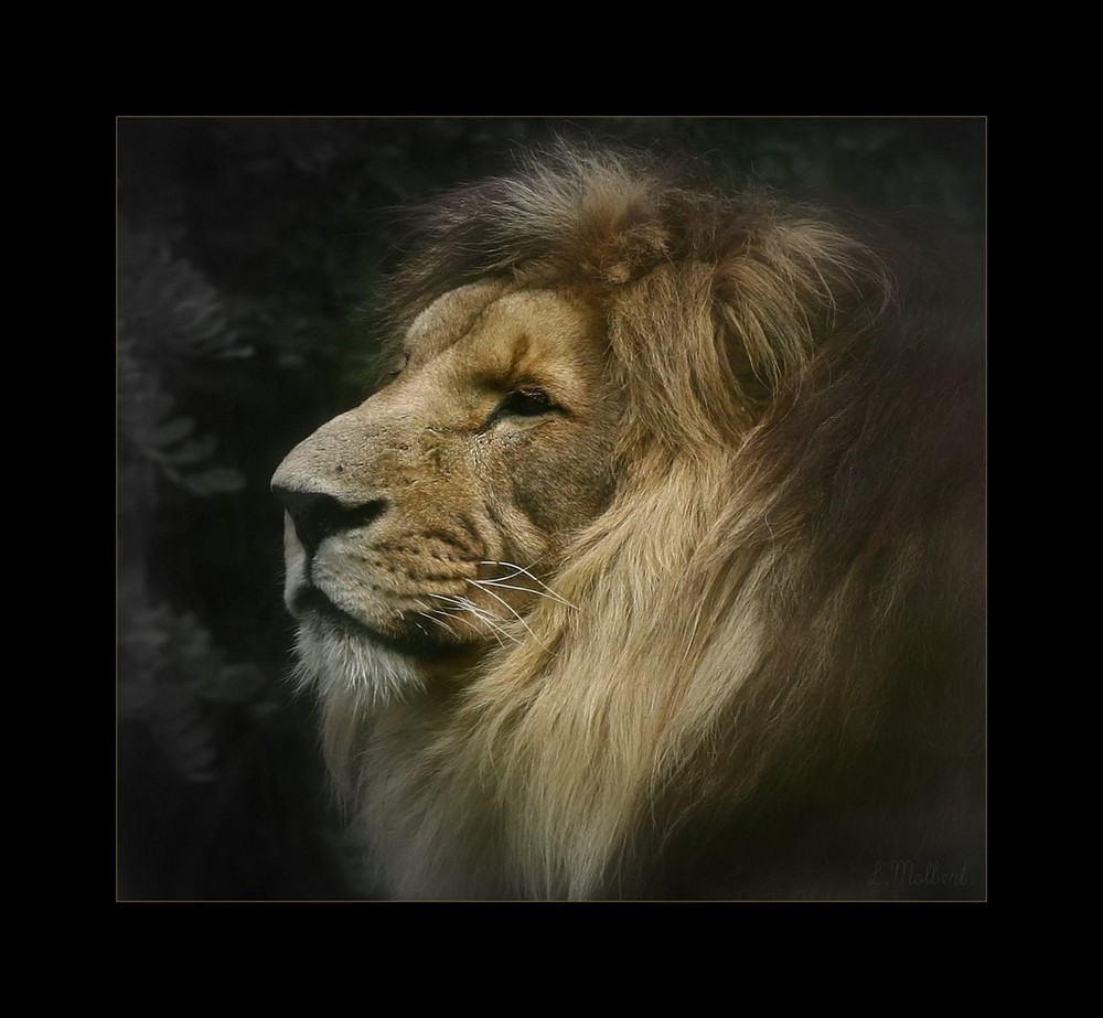 Le Lion poseur