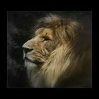 Le Lion poseur