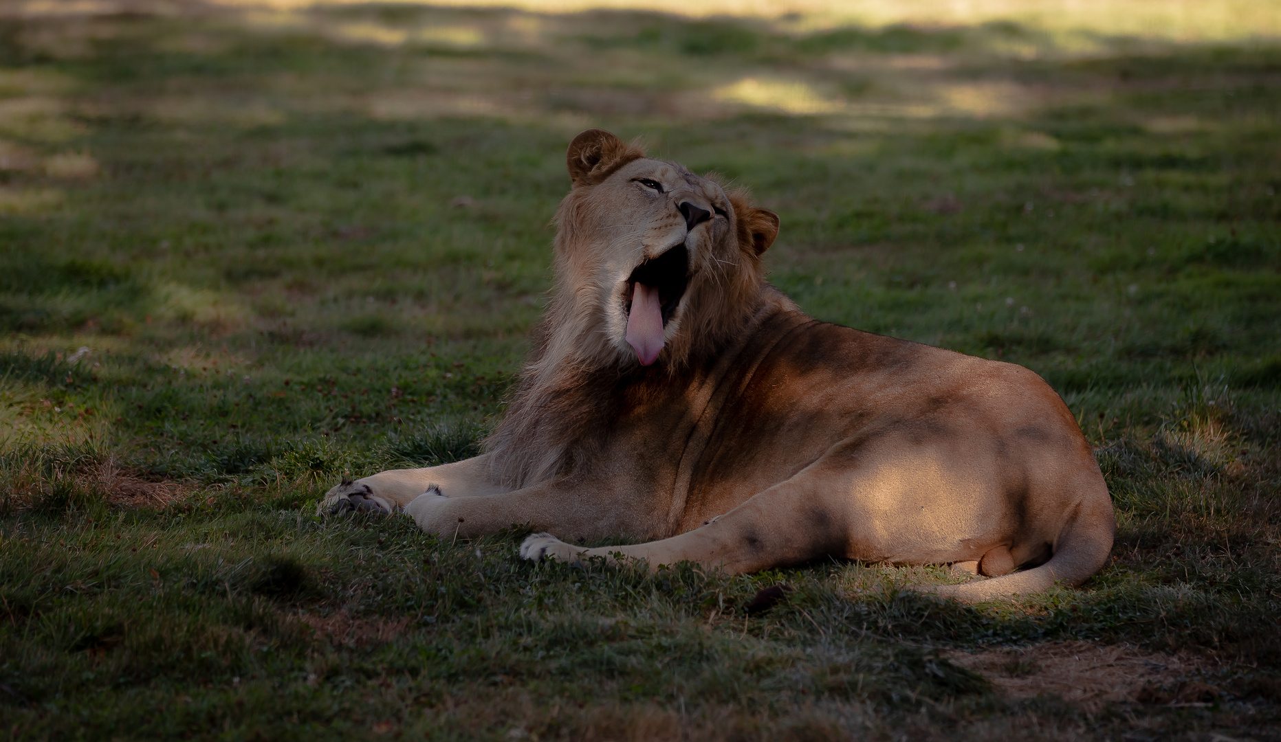 Le lion qui baille