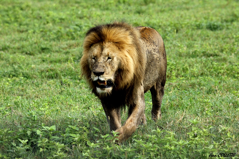 Animal Le Plus Dangereux De La Savane Le lion, roi de la savane. photo et image | animaux, animaux d'afrique