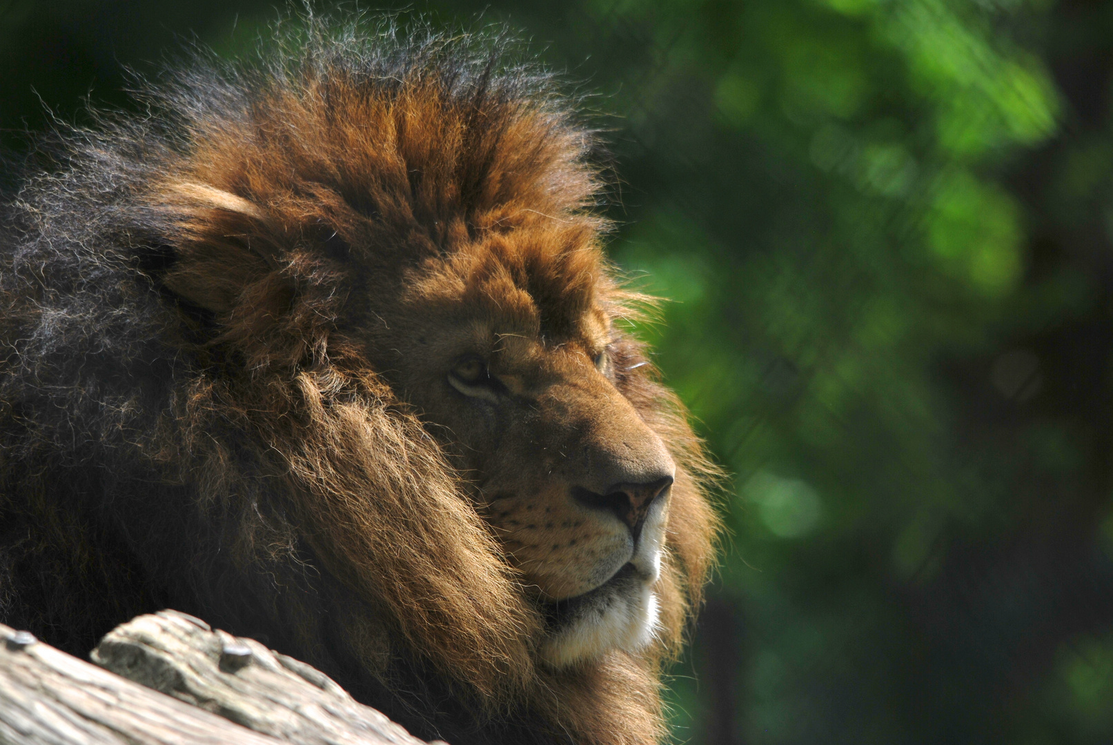 le lion roi des animaux