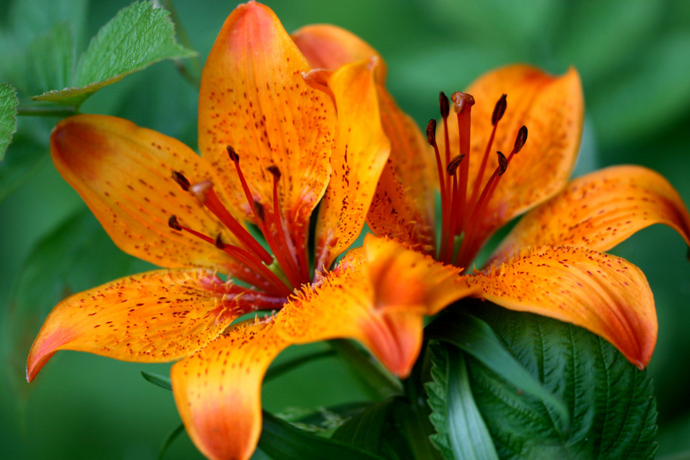 Le lis orangé, Lilium bulbiferum