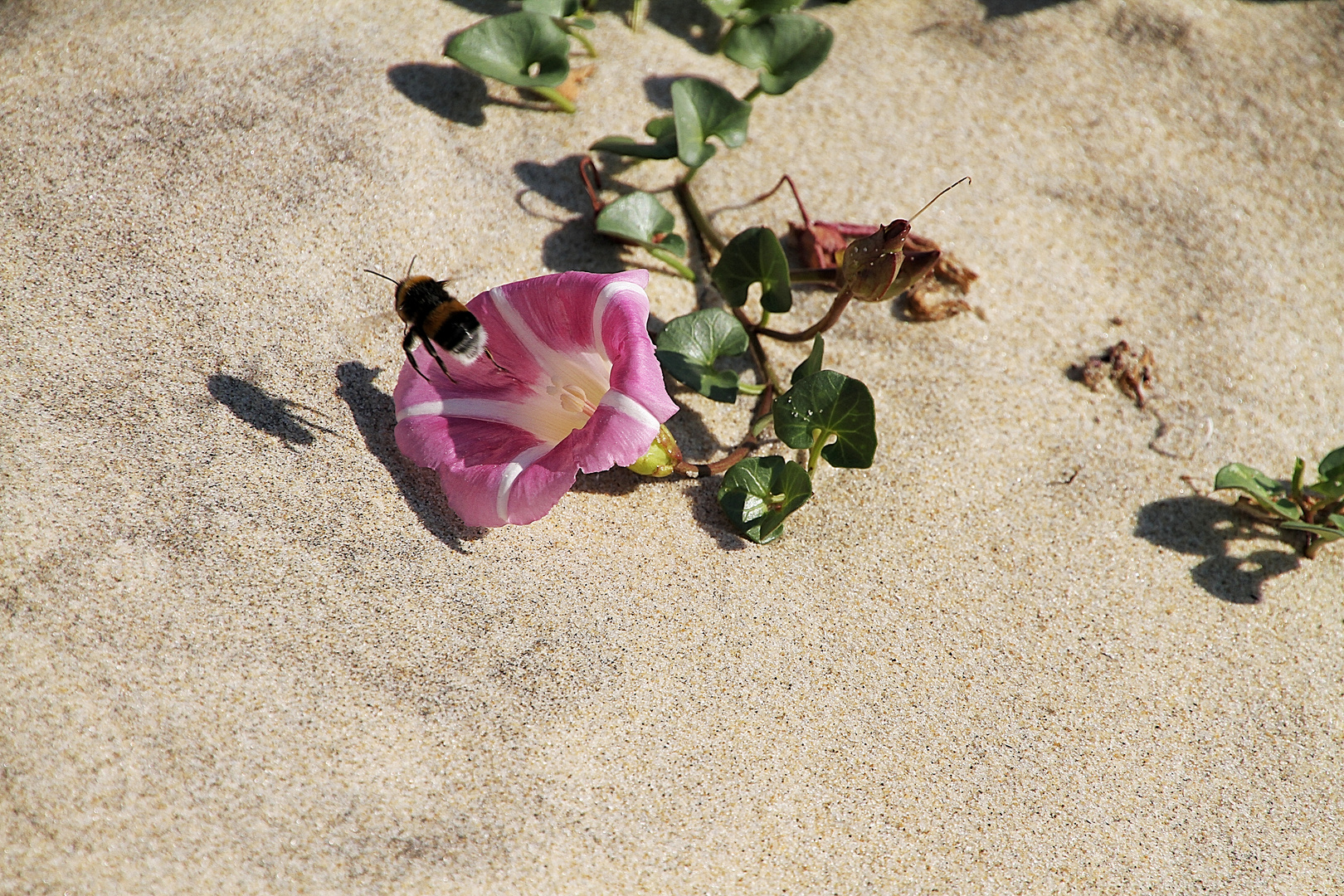 Le liseron des sables !