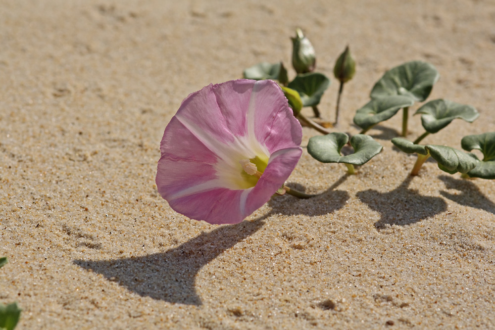 Le liseron des sables !!