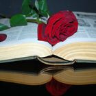 Le livre-rose