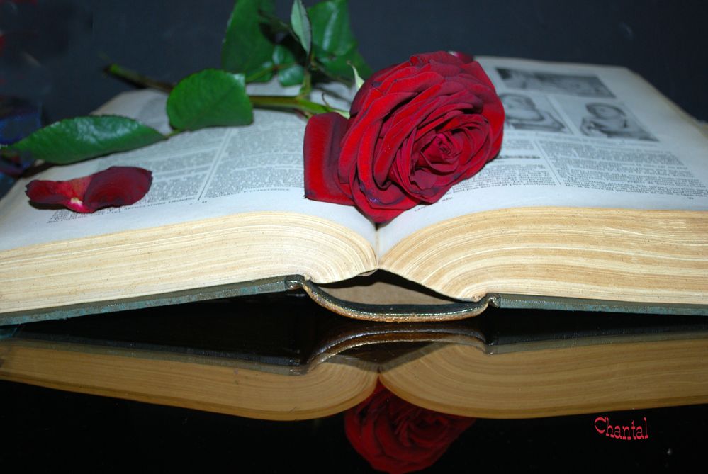 Le livre-rose