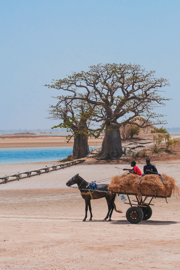 Le long des baobabs