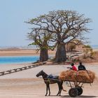 Le long des baobabs