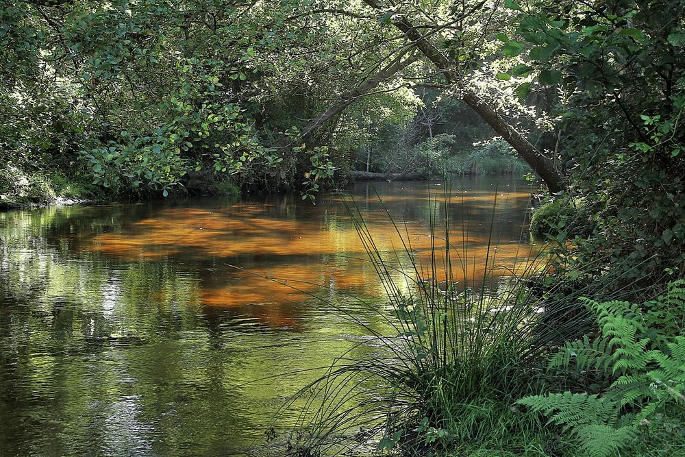 Le long du ruisseau !