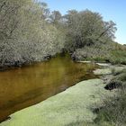 le long du ruisseau !