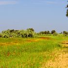 Le long d’une route près de Nadhour au printemps