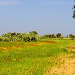 Le long d’une route près de Nadhour au printemps