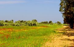 Le long d’une route près de Nadhour au printemps